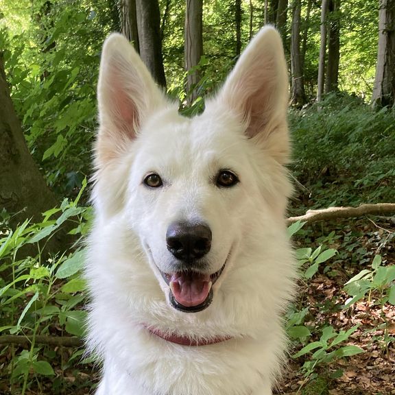 Yuki